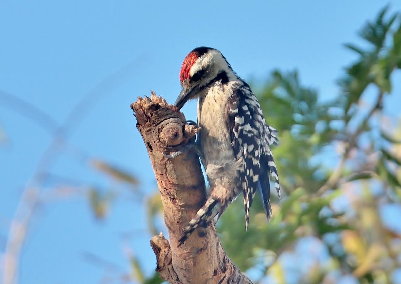 birdwatching_photo3 (2)
