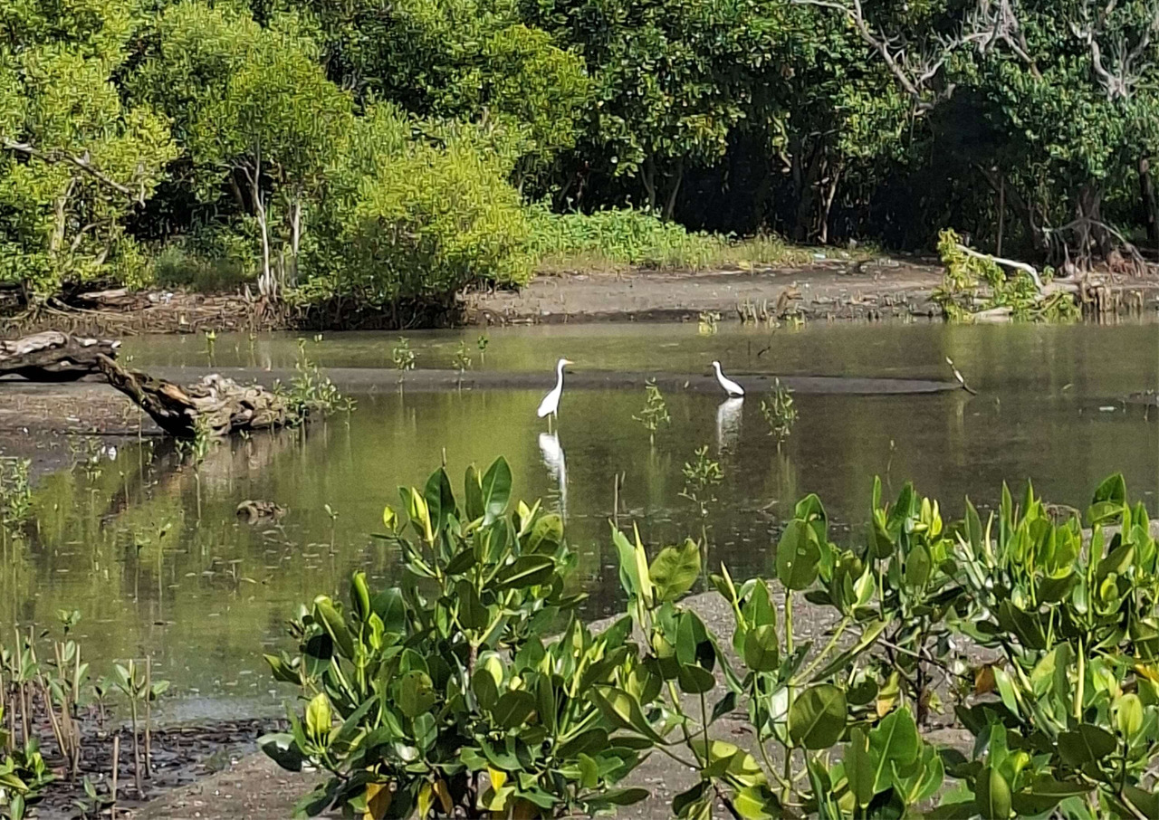 mangrove_tour_photo3