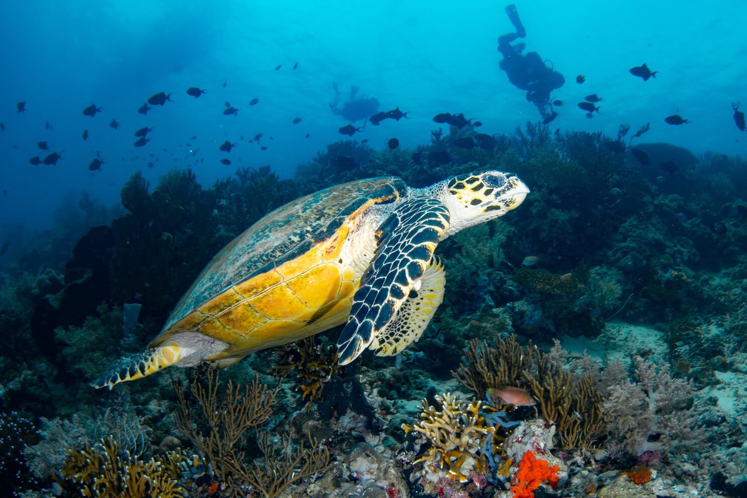 snorkeling_photo (2)